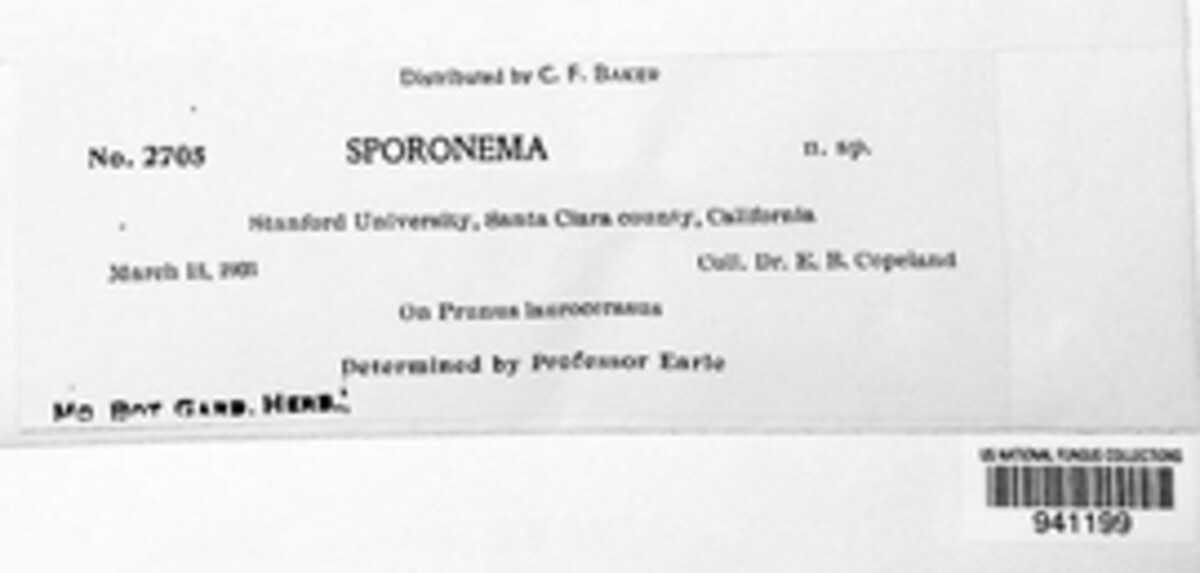 Sporonema image
